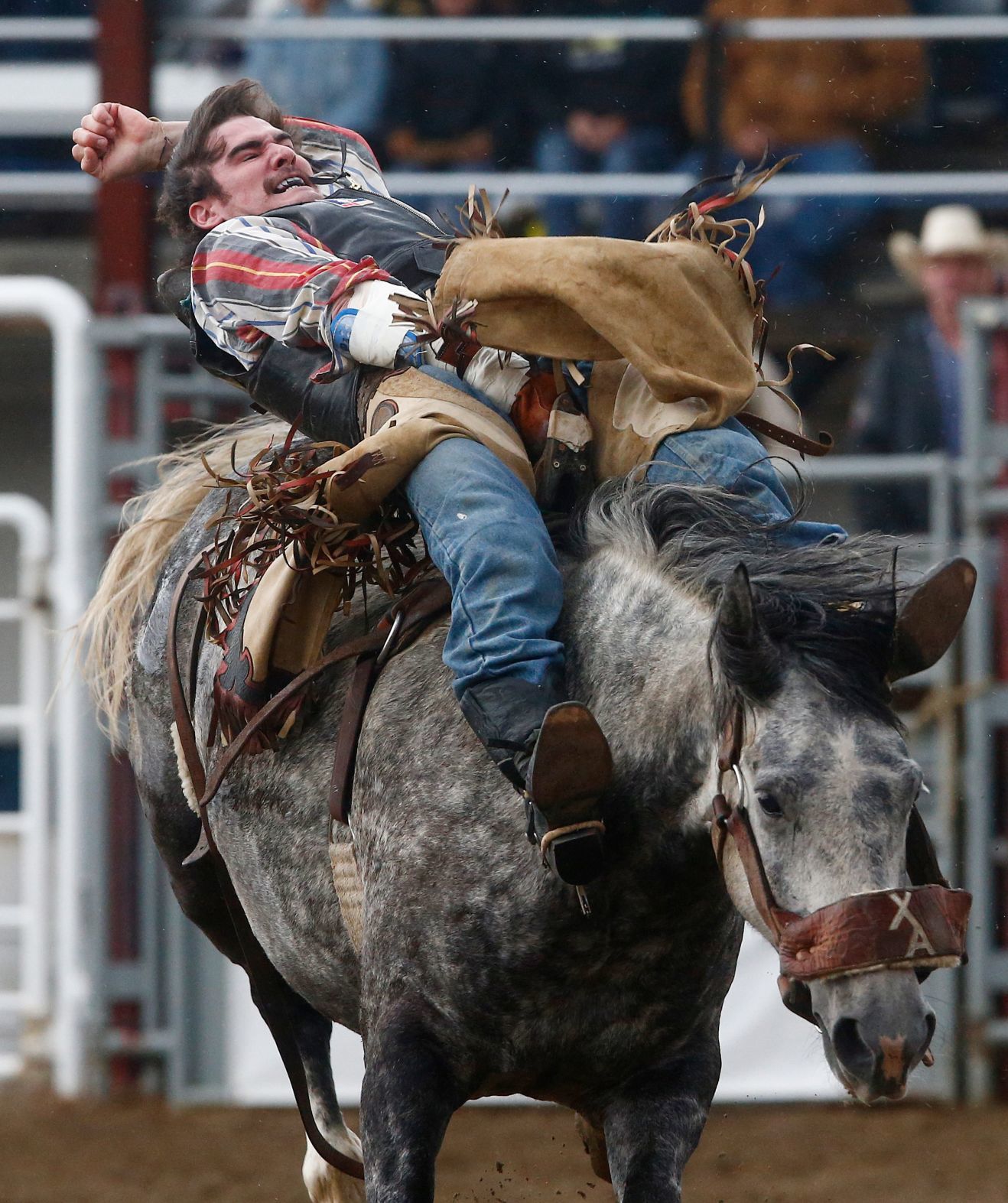 Home of Champions Rodeo